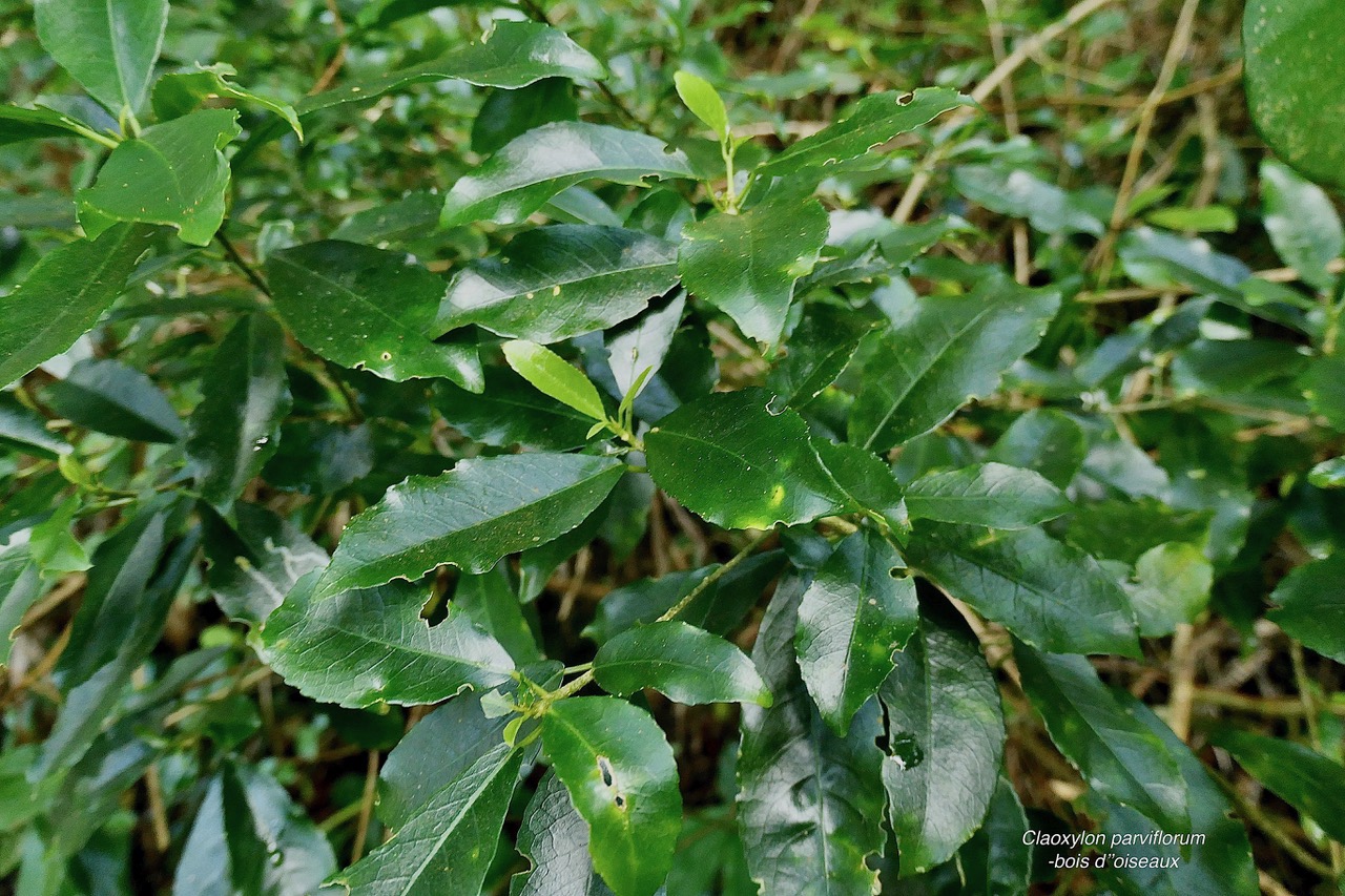 Claoxylon parviflorum -bois d&rsquo;&rsquo;oiseaux.euphorbiaceae.endémique Réunion Maurice Rodrigues..jpeg