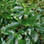 Claoxylon parviflorum -bois d&rsquo;&rsquo;oiseaux.euphorbiaceae.endémique Réunion Maurice Rodrigues..jpeg