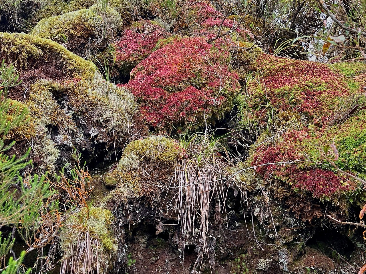 coussins de sphaigne.jpeg