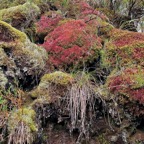 coussins de sphaigne.jpeg