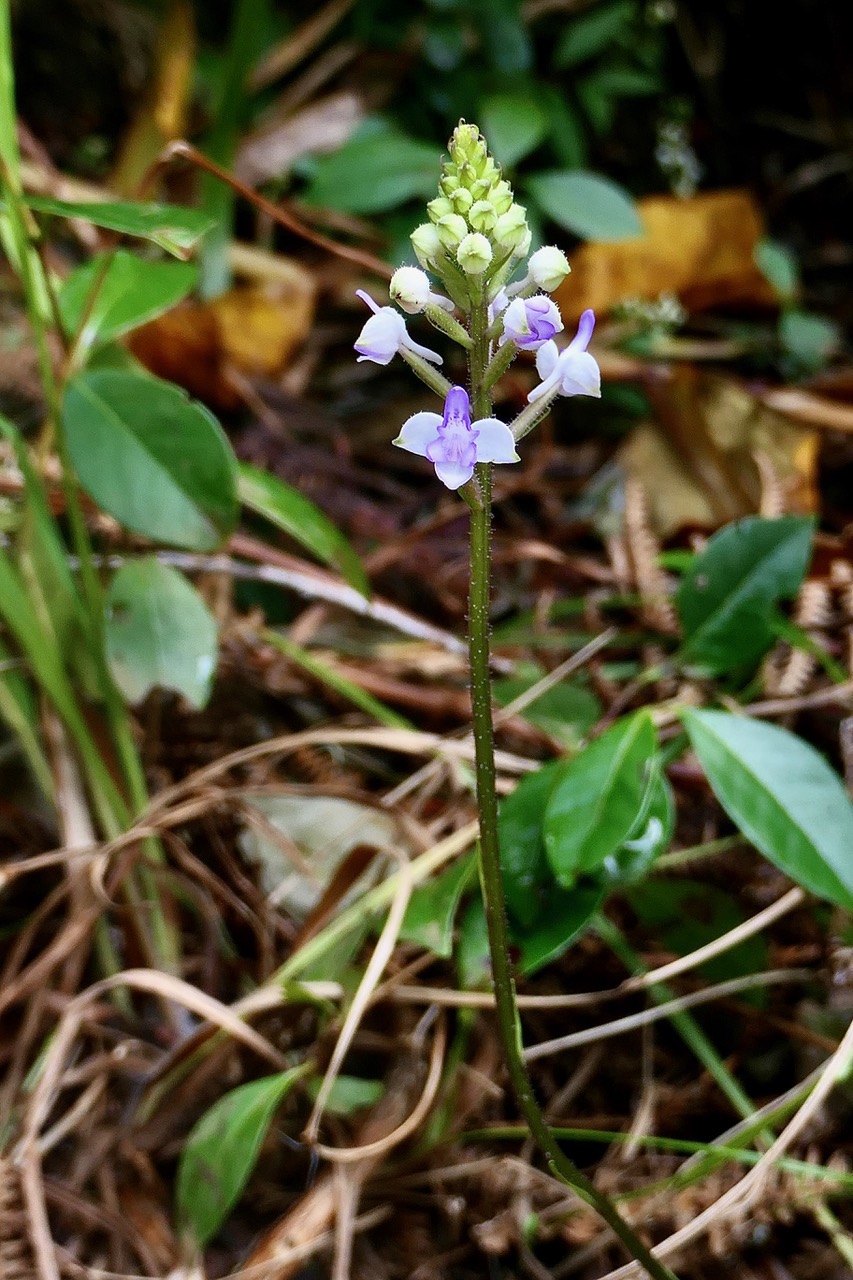Cynorkis ridleyi T. Durand et Schinz.orchidaceae.endémique Madagascar Comores et Mascareignes.devenu Cynorkis squamosa dans la nouvelle flore des Mascareignes.jpeg