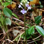 Cynorkis ridleyi T. Durand et Schinz.orchidaceae.endémique Madagascar Comores et Mascareignes.devenu Cynorkis squamosa dans la nouvelle flore des Mascareignes.jpeg