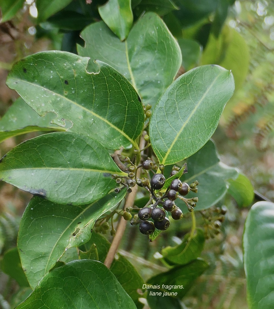 Danais fragrans.liane jaune.lingue noir.( avec fruits ) rubiaceae.endémique Madagascar Mascareignes..jpeg