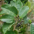 Danais fragrans.liane jaune.lingue noir.( avec fruits ) rubiaceae.endémique Madagascar Mascareignes..jpeg