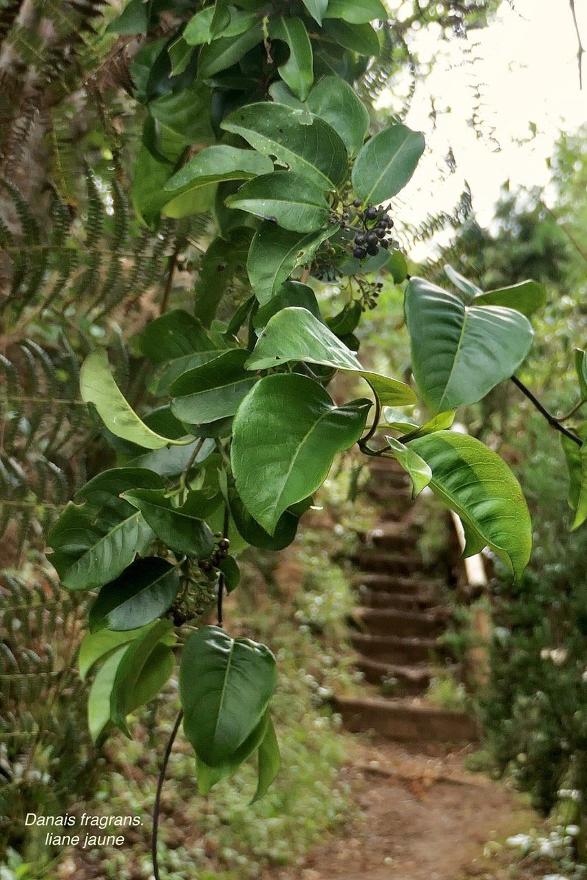 Danais fragrans.liane jaune.lingue noir.rubiaceae.endémique Madagascar Mascareignes..jpeg