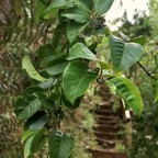 Danais fragrans.liane jaune.lingue noir.rubiaceae.endémique Madagascar Mascareignes..jpeg