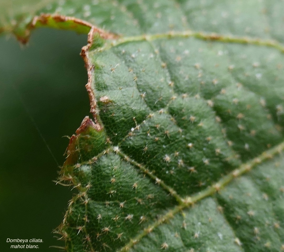 Dombeya ciliata.mahot blanc ( détail de la face supérieure du limbe de la feuille poils stellés et poils simples) .malvaceae.endémique Réunion..jpeg