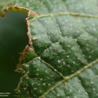 Dombeya ciliata.mahot blanc ( détail de la face supérieure du limbe de la feuille poils stellés et poils simples) .malvaceae.endémique Réunion..jpeg