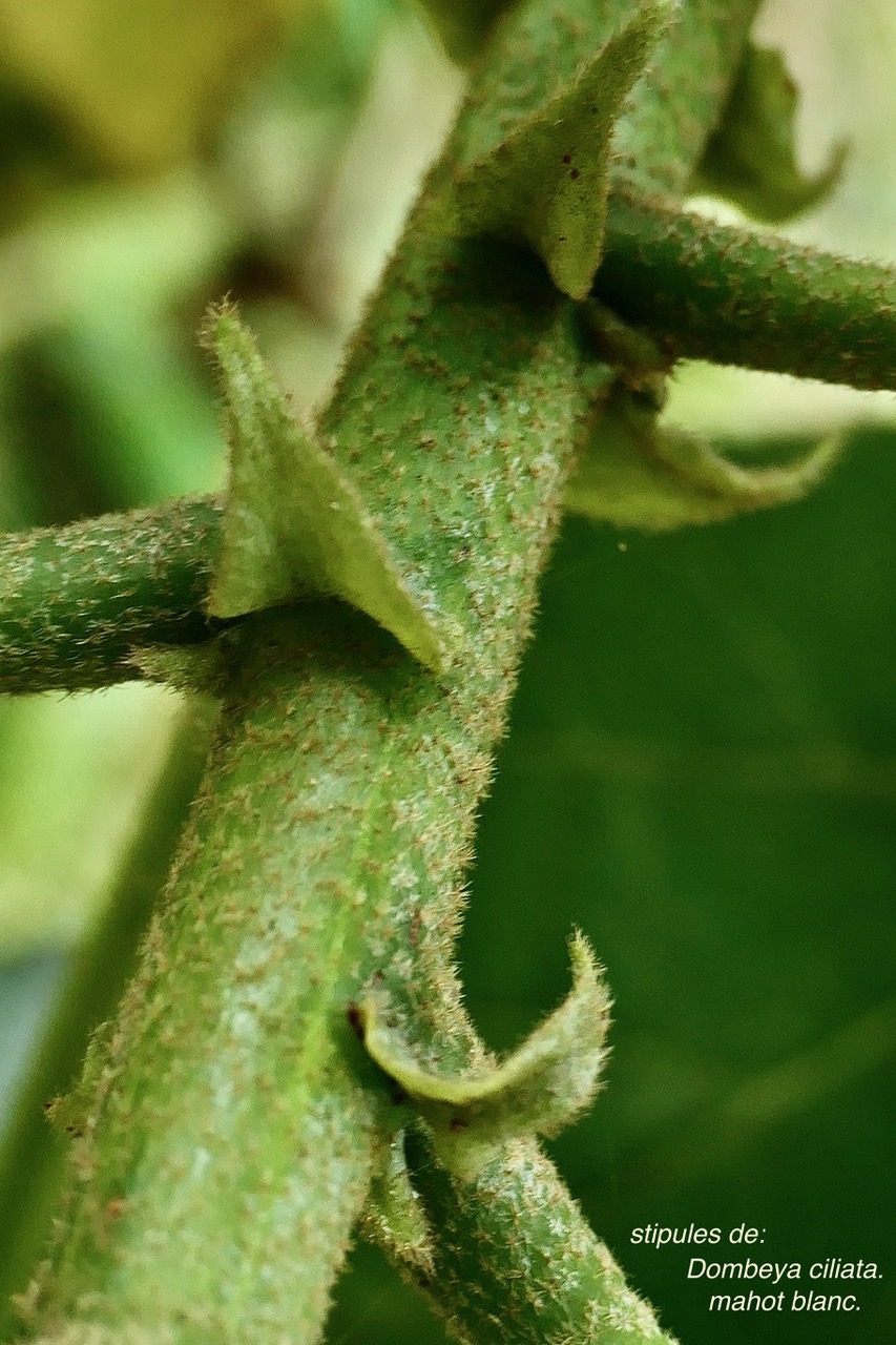 Dombeya ciliata.mahot blanc.( stipules ) malvaceae.endémique Réunion..jpeg