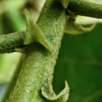 Dombeya ciliata.mahot blanc.( stipules ) malvaceae.endémique Réunion..jpeg