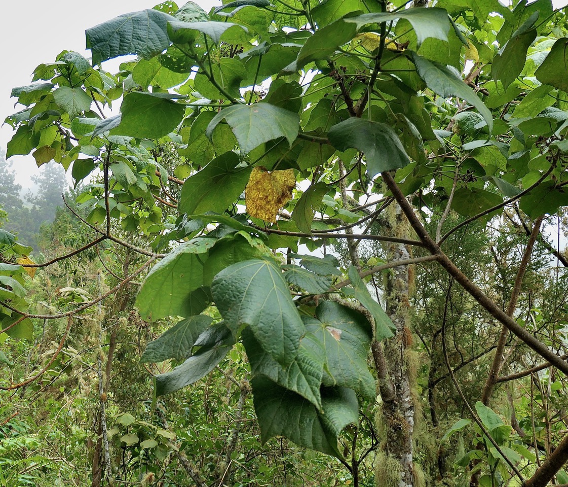 Dombeya ciliata.mahot blanc.malvaceae.endémique Réunion. (1).jpeg