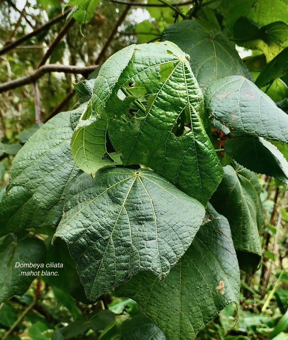 Dombeya ciliata.mahot blanc.malvaceae.endémique Réunion..jpeg