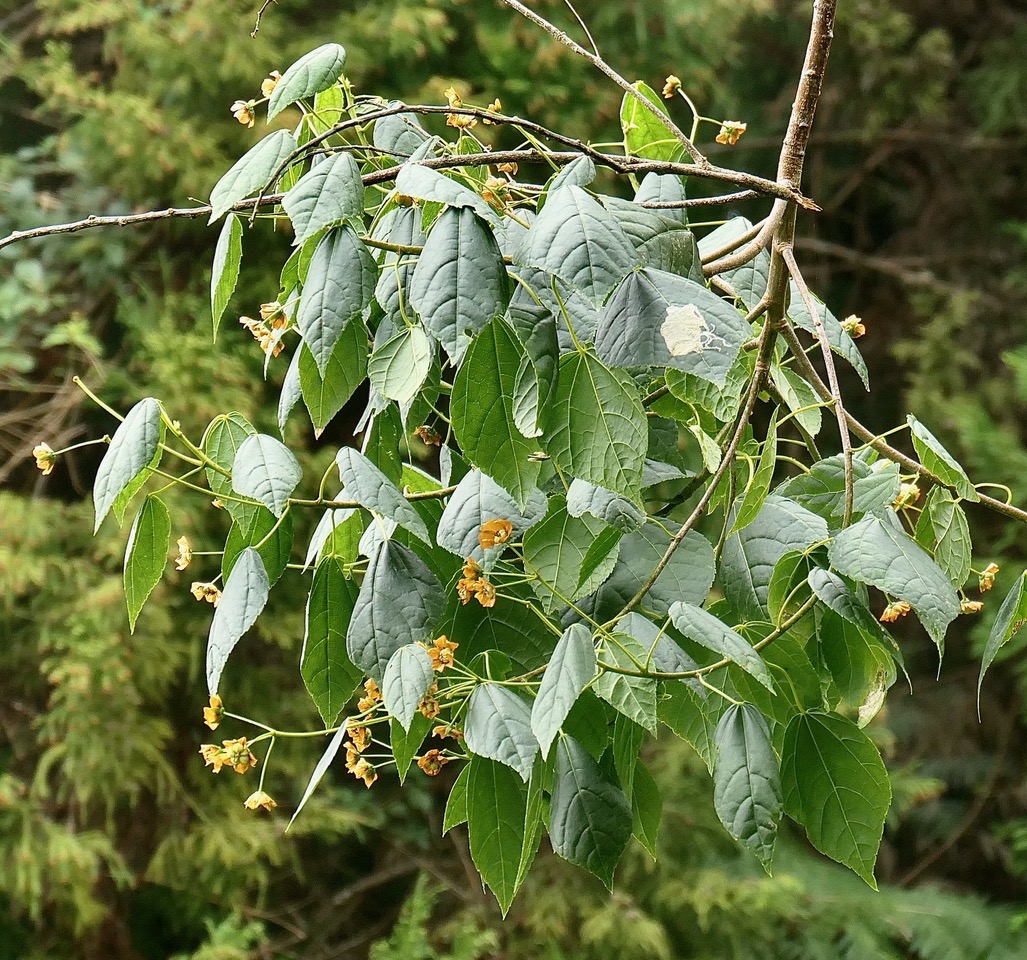 Dombeya elegans cordem.mahot malvaceae.endémique Réunion..jpeg