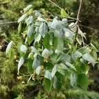 Dombeya elegans cordem.mahot malvaceae.endémique Réunion..jpeg