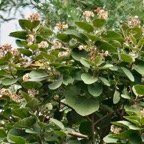 Dombeya ficulnea.petit mahot.malvaceae.endémique Réunion..jpeg