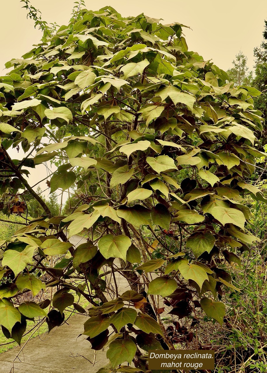 Dombeya reclinata.mahot rouge.malvaceae.endémique Réunion. (1).jpeg