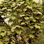 Dombeya reclinata.mahot rouge.malvaceae.endémique Réunion. (1).jpeg