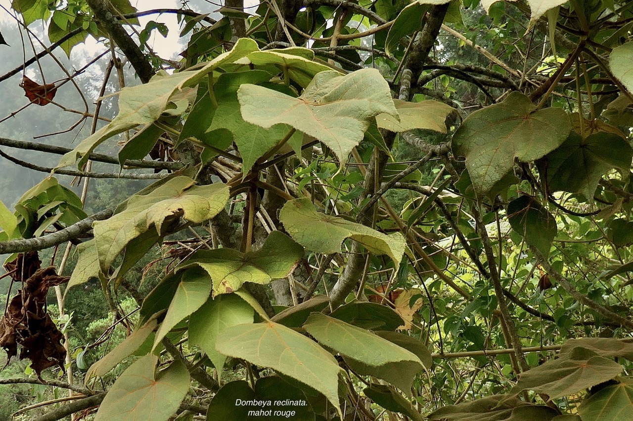 Dombeya reclinata.mahot rouge.malvaceae.endémique Réunion..jpeg