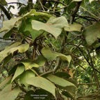 Dombeya reclinata.mahot rouge.malvaceae.endémique Réunion..jpeg