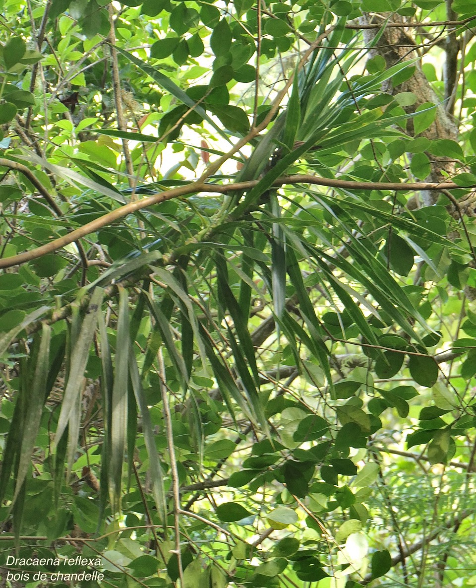 Dracaena reflexa.bois de chandelle.asparagaceae.endémique.jpeg