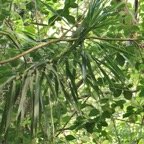 Dracaena reflexa.bois de chandelle.asparagaceae.endémique.jpeg