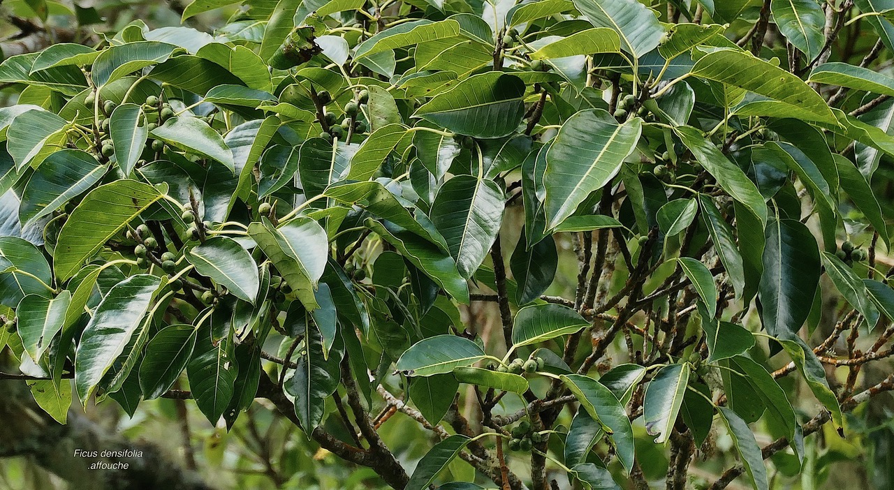Ficus densifolia.affouche.grand affouche( avec fruits ) .moraceae.endémique Réunion Maurice..jpeg