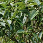 Ficus densifolia.affouche.grand affouche( avec fruits ) .moraceae.endémique Réunion Maurice..jpeg