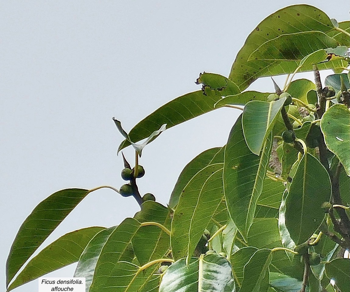 Ficus densifolia.affouche.grand affouche.( bourgeons pointus et fruits ) moraceae.endémique Réunion Maurice..jpeg