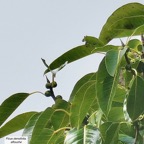 Ficus densifolia.affouche.grand affouche.( bourgeons pointus et fruits ) moraceae.endémique Réunion Maurice..jpeg