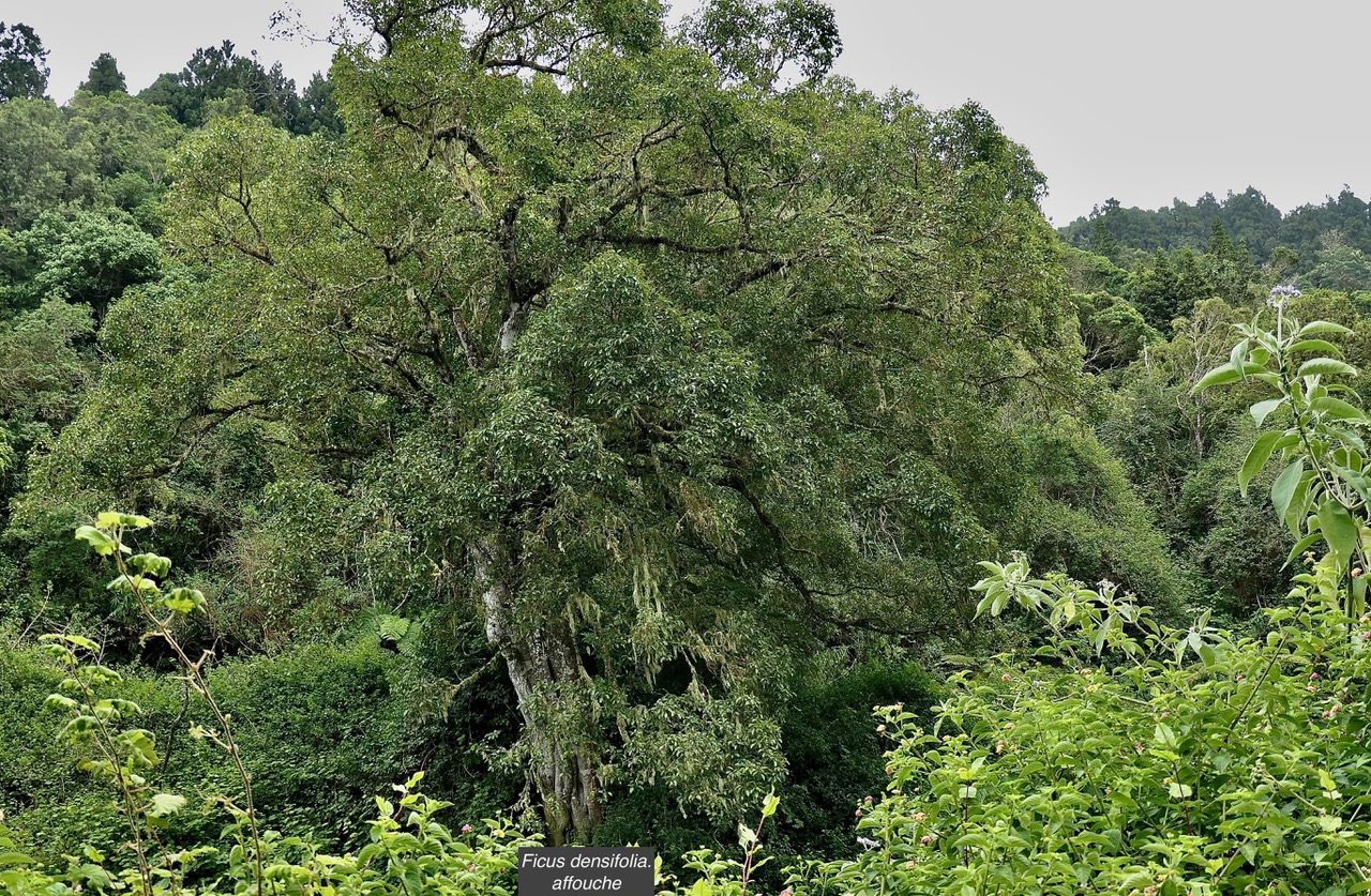 Ficus densifolia.affouche.grand affouche.moraceae.endémique Réunion Maurice..jpeg