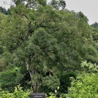 Ficus densifolia.affouche.grand affouche.moraceae.endémique Réunion Maurice..jpeg