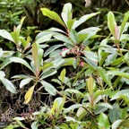 Forgesia racemosa.bois de Laurent-Martin.escalloniaceae.endémique Réunion..jpeg