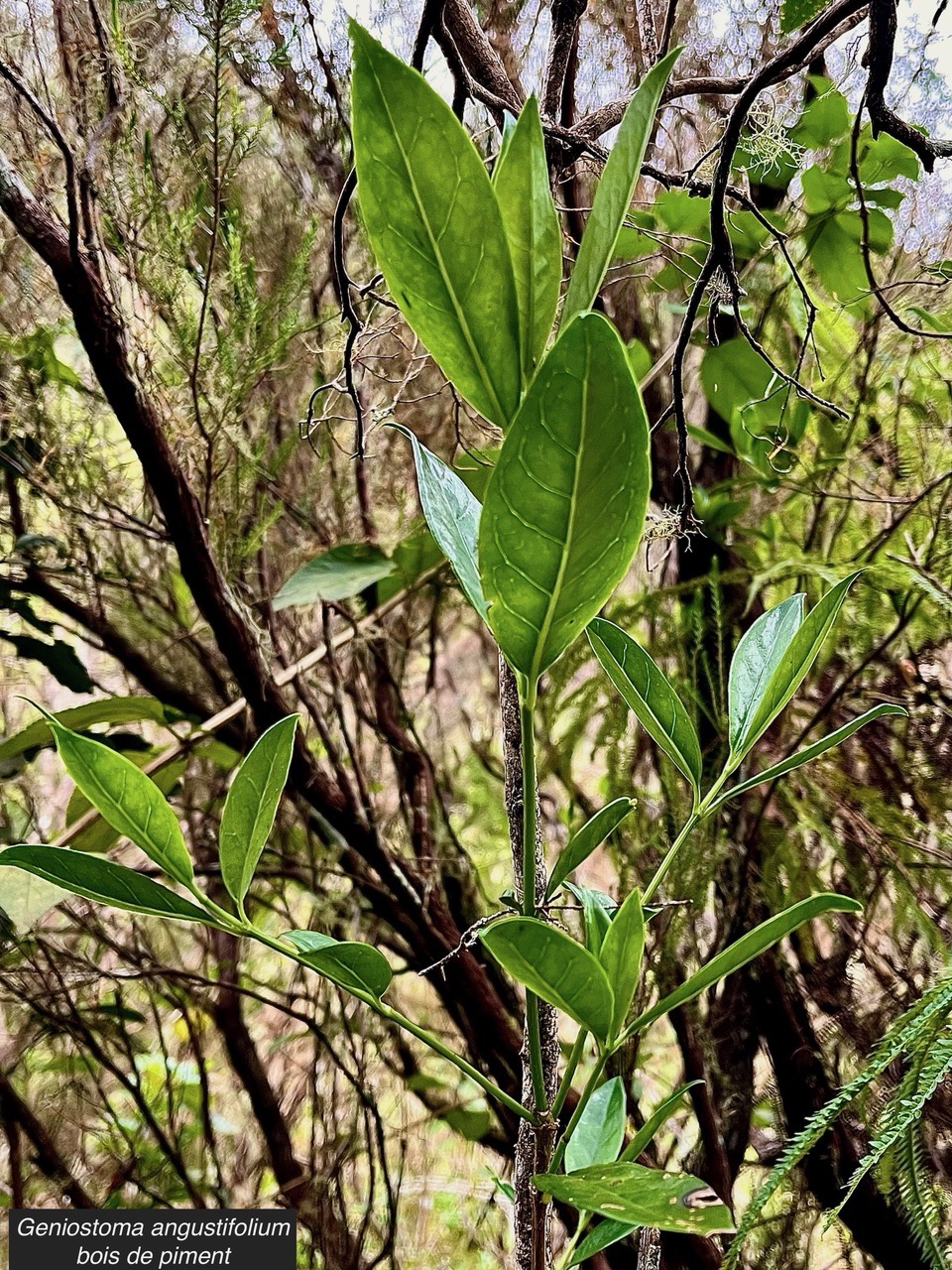 Geniostoma angustifolium bois de piment .bois bleu. bois de piment; bois de rat. loganiaceae. endémique Réunion Maurice. (2).jpeg