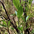 Geniostoma angustifolium bois de piment .bois bleu. bois de piment; bois de rat. loganiaceae. endémique Réunion Maurice. (2).jpeg