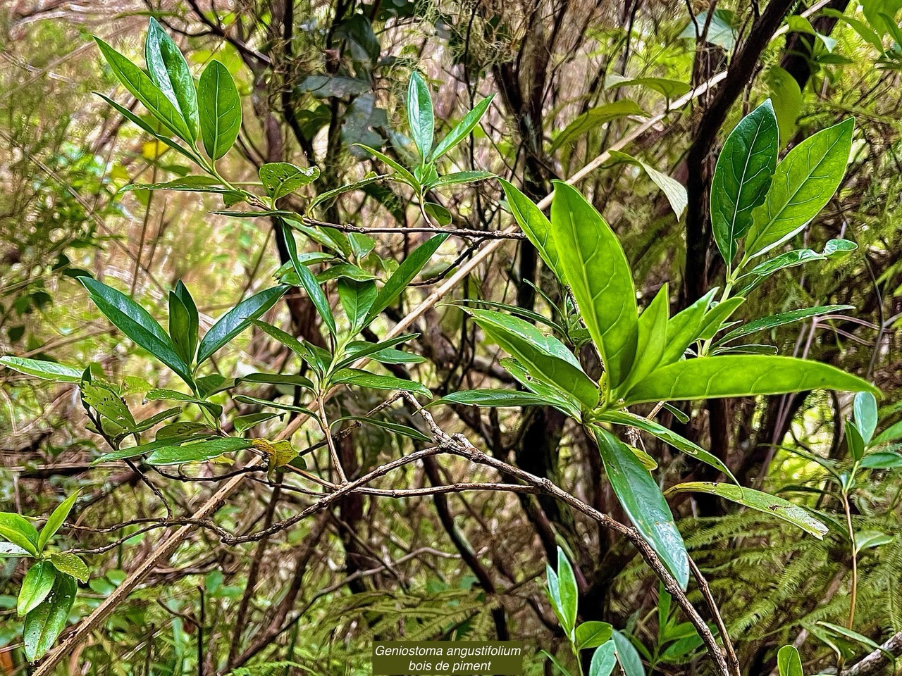 Geniostoma angustifolium bois de piment .bois bleu. bois de piment; bois de rat. loganiaceae. endémique Réunion Maurice..jpeg