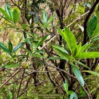 Geniostoma angustifolium bois de piment .bois bleu. bois de piment; bois de rat. loganiaceae. endémique Réunion Maurice..jpeg