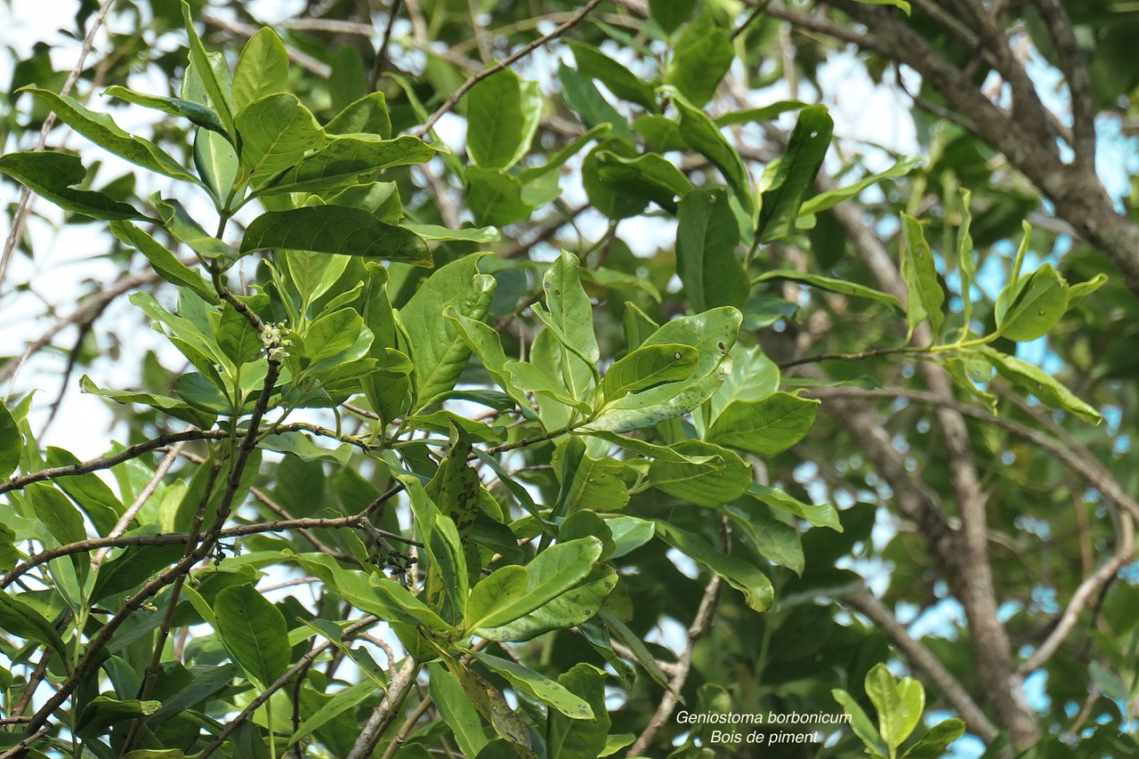 Geniostoma borbonicum  Bois de piment  bois de rat. loganiaceae endémique Réunion Maurice. (1).jpeg