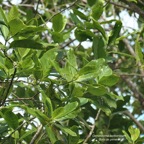 Geniostoma borbonicum  Bois de piment  bois de rat. loganiaceae endémique Réunion Maurice. (1).jpeg
