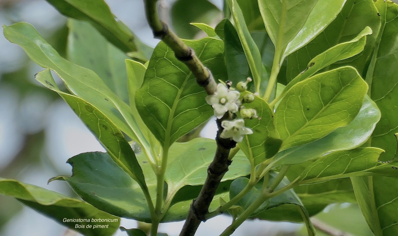 Geniostoma borbonicum  Bois de piment  bois de rat. loganiaceae endémique Réunion Maurice..jpeg