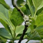 Geniostoma borbonicum  Bois de piment  bois de rat. loganiaceae endémique Réunion Maurice..jpeg
