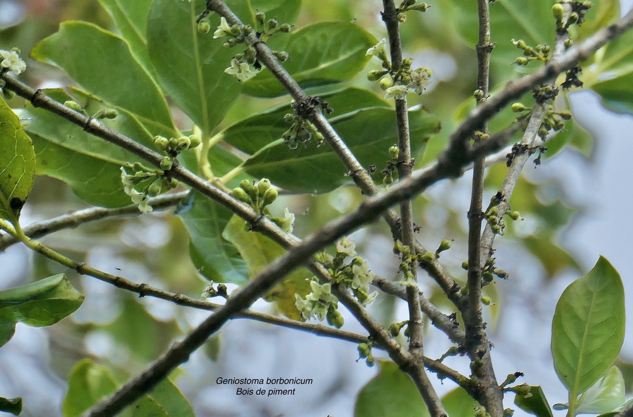 Geniostoma borbonicum  Bois de piment  bois de rat.( fleurs et boutons floraux )  loganiaceae endémique Réunion Maurice..jpeg