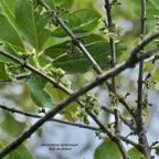 Geniostoma borbonicum  Bois de piment  bois de rat.( fleurs et boutons floraux )  loganiaceae endémique Réunion Maurice..jpeg