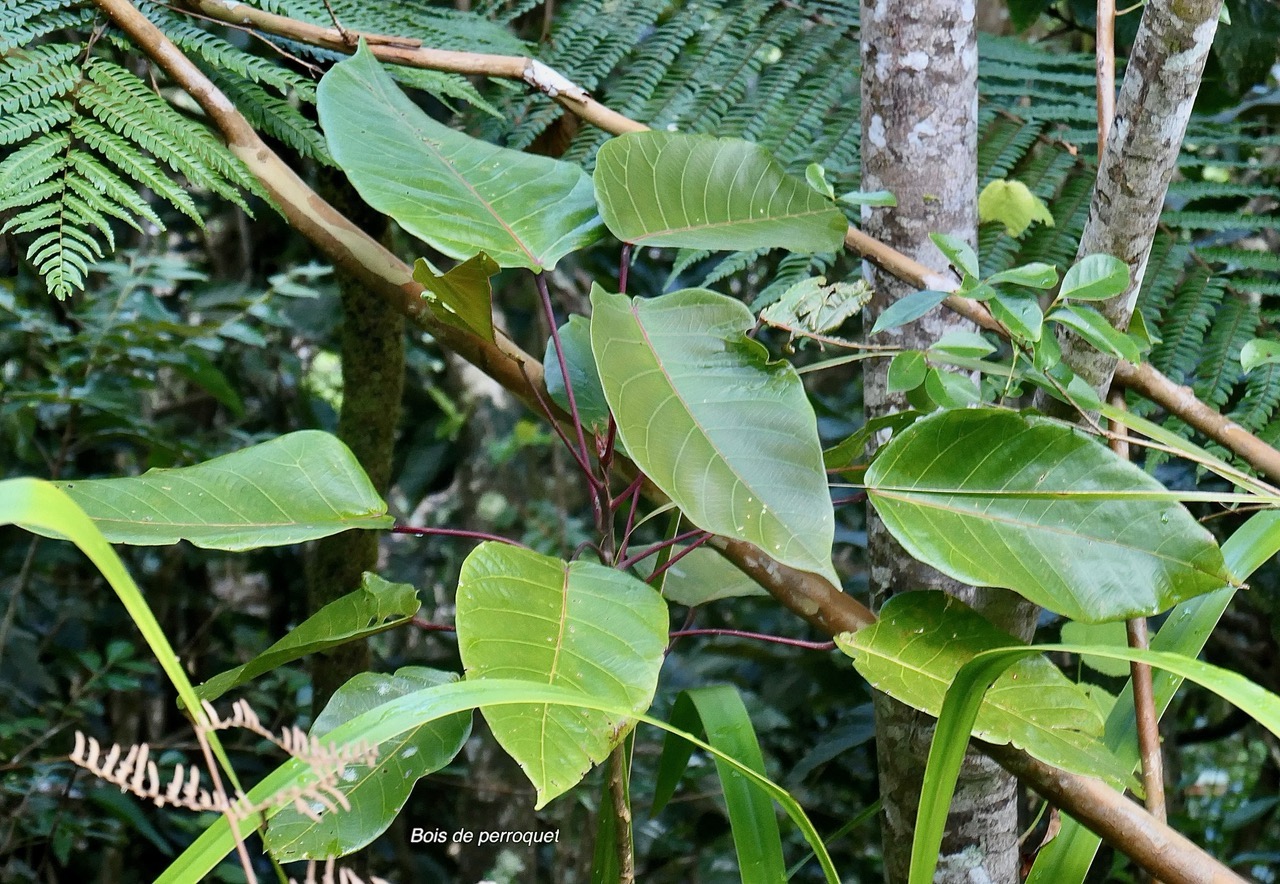 Hancea integrifolia ( Cordemoya integrifolia) Bois de  perroquet.euphorbiaceae .endémique Réunion Maurice.jpeg