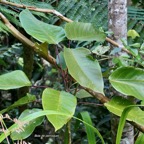 Hancea integrifolia ( Cordemoya integrifolia) Bois de  perroquet.euphorbiaceae .endémique Réunion Maurice.jpeg