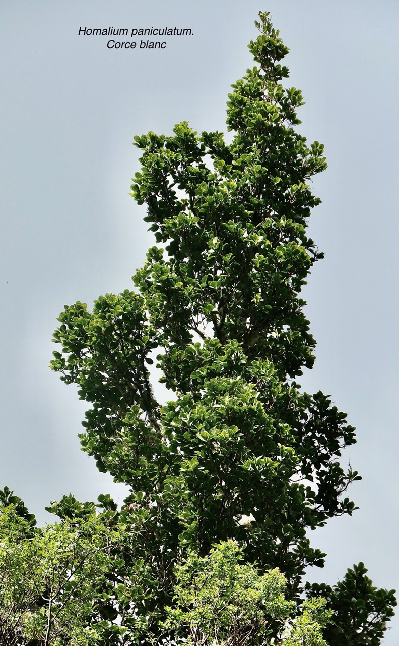 Homalium paniculatum. Corce blanc .bois de bassin.salicaceae.endémique Réunion Maurice. (1).jpeg