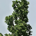 Homalium paniculatum. Corce blanc .bois de bassin.salicaceae.endémique Réunion Maurice. (1).jpeg