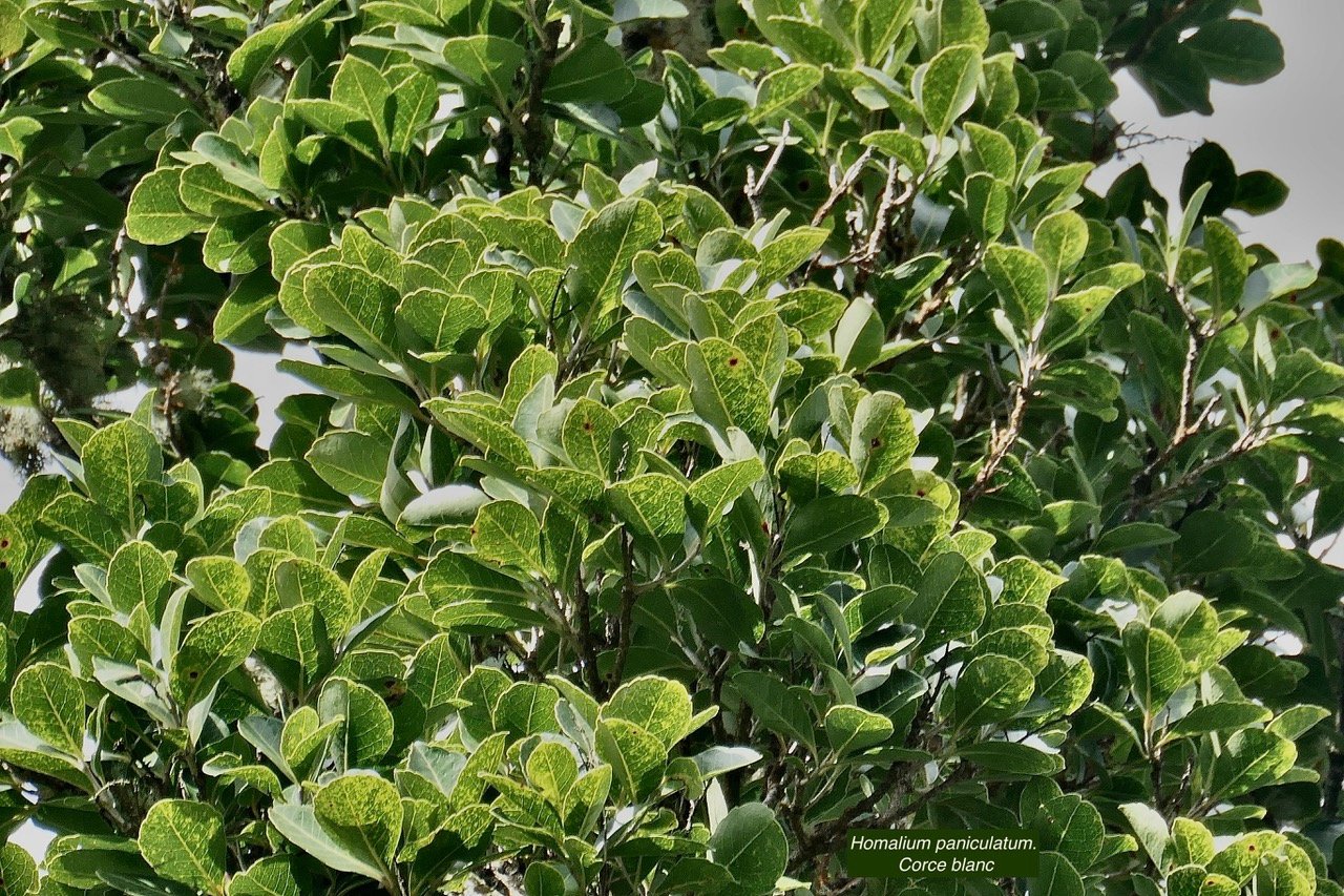 Homalium paniculatum. Corce blanc .bois de bassin.salicaceae.endémique Réunion Maurice..jpeg