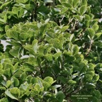 Homalium paniculatum. Corce blanc .bois de bassin.salicaceae.endémique Réunion Maurice..jpeg