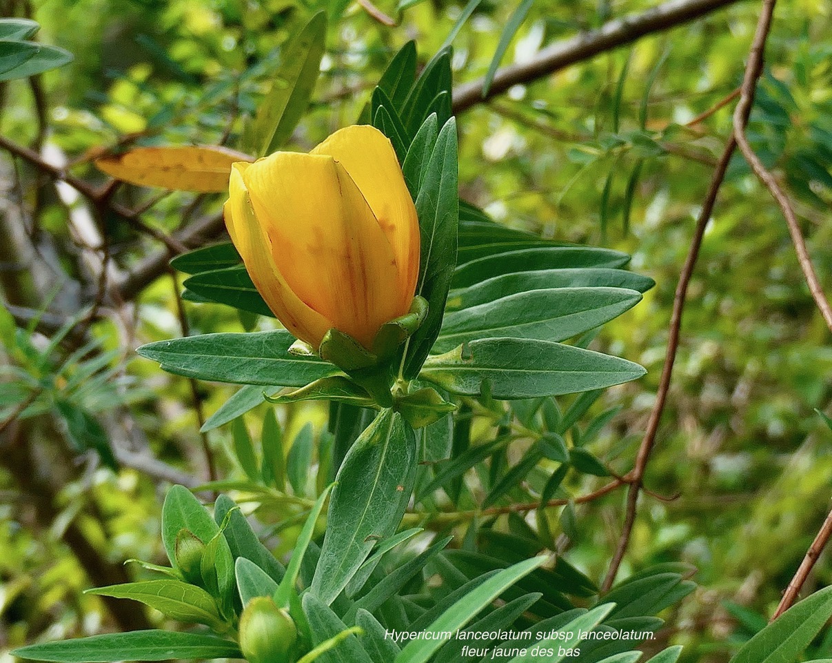 Hypericum lanceolatum subsp lanceolatum.fleur jaune des bas.hypericaceae.indigène Mascareignes..jpeg