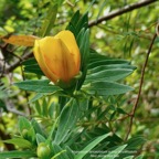 Hypericum lanceolatum subsp lanceolatum.fleur jaune des bas.hypericaceae.indigène Mascareignes..jpeg